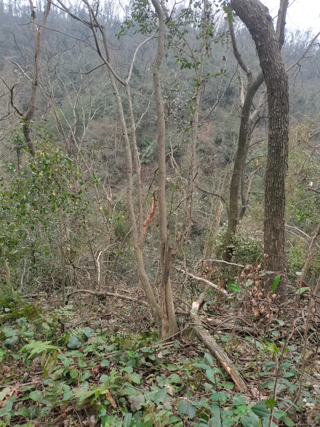 林学人是真的拿命学，别卷林业了