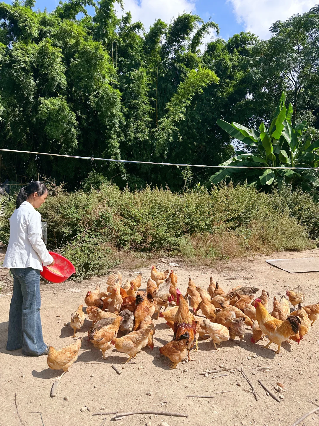 农场自由长大的鸡、鹅、猪，想想都很美味~