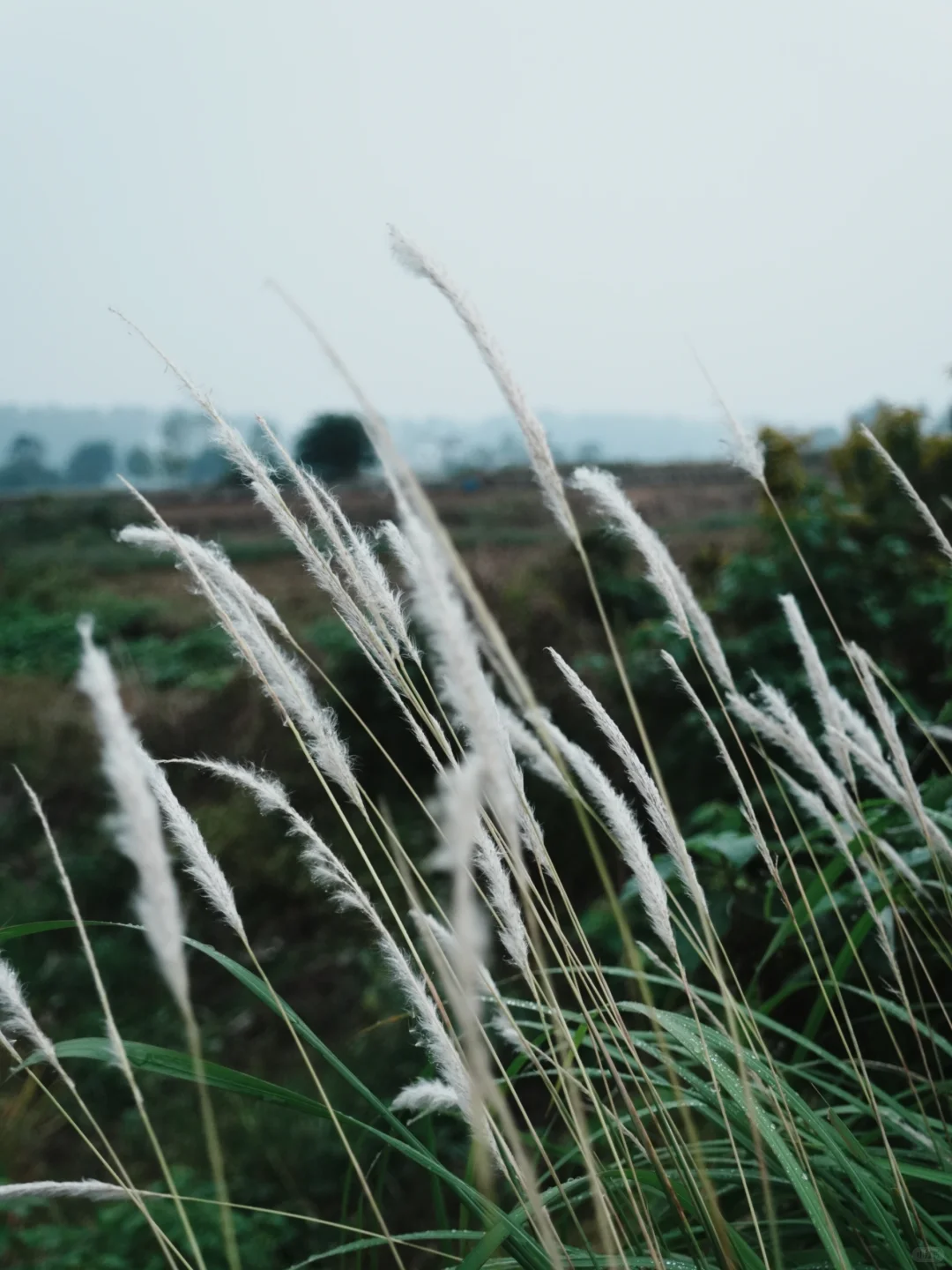 渔业村-小桐州村｜Day 8