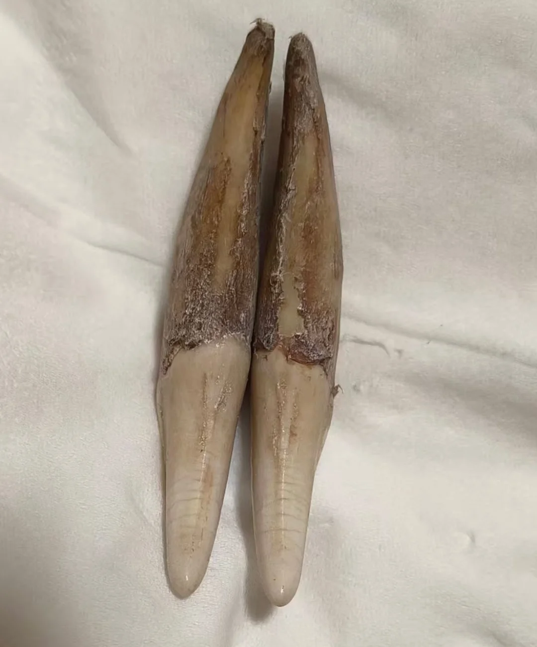 5.6厘米狼牙上獠牙