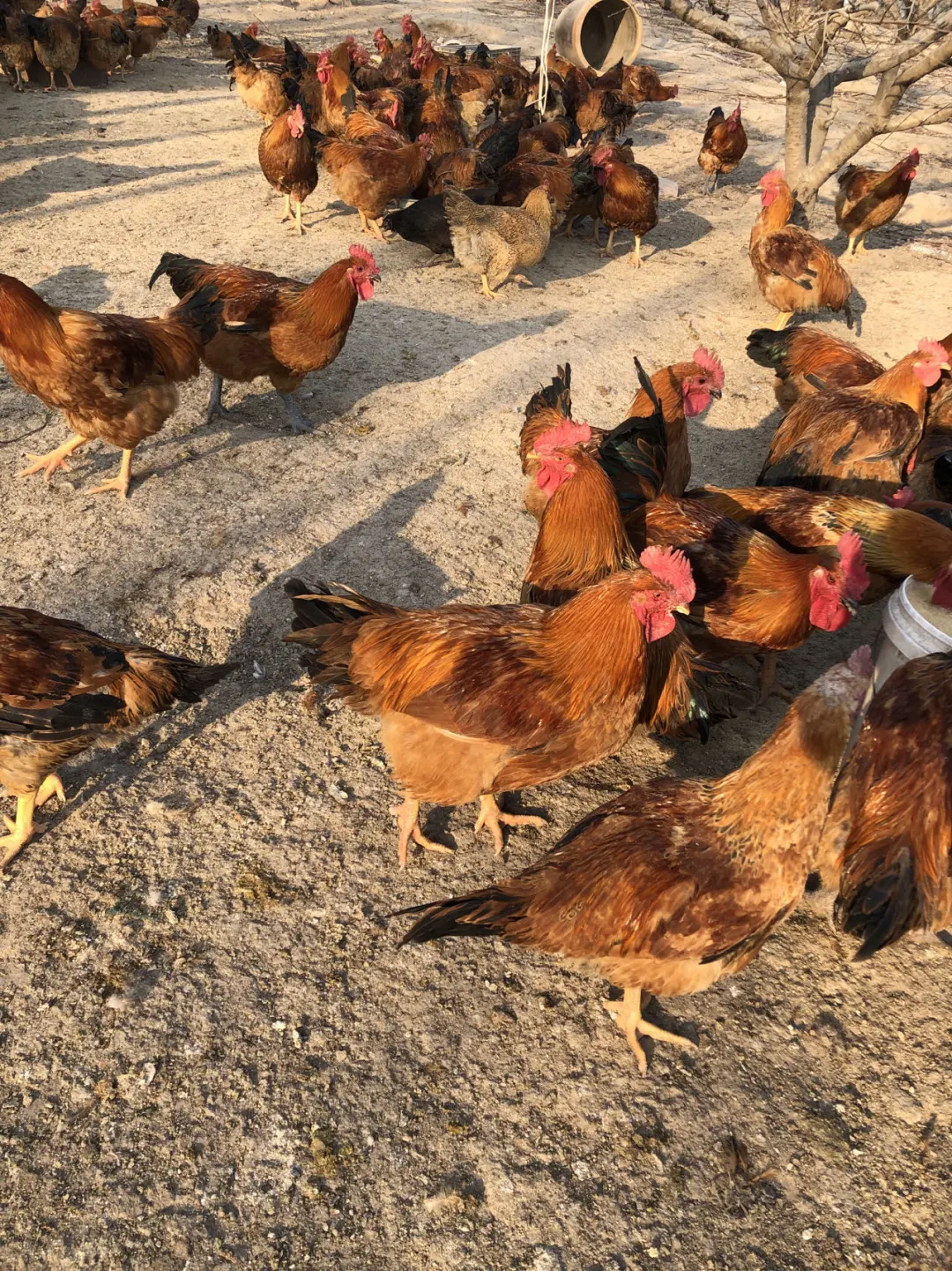 原生态散养土鸡