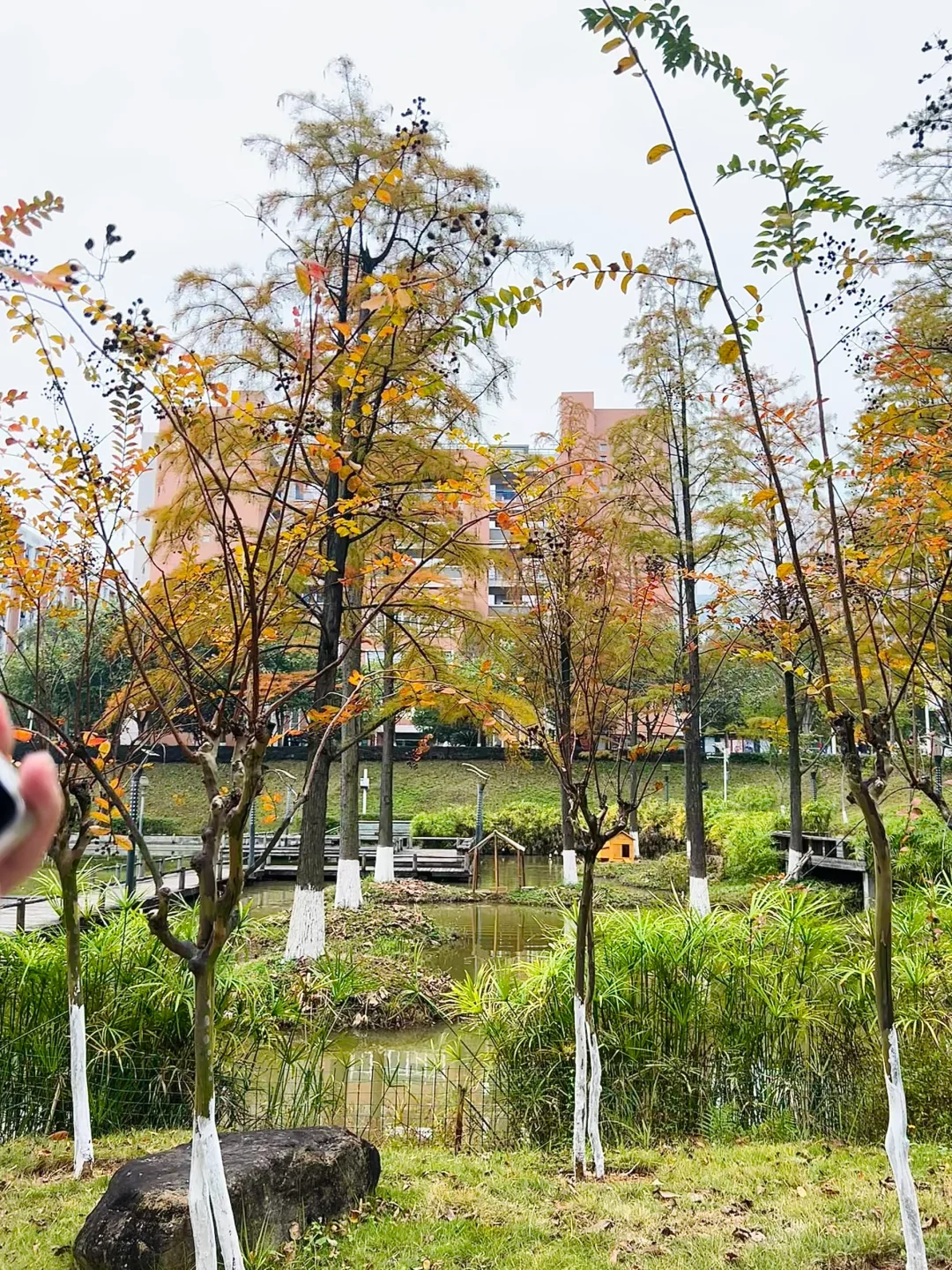 林职院好看的一些树