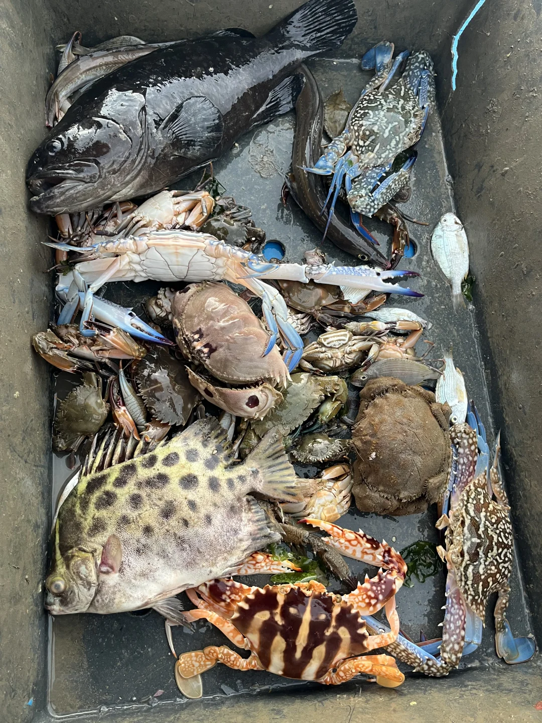 南澳岛出海捕鱼（保底6斤，坚决不踩雷）