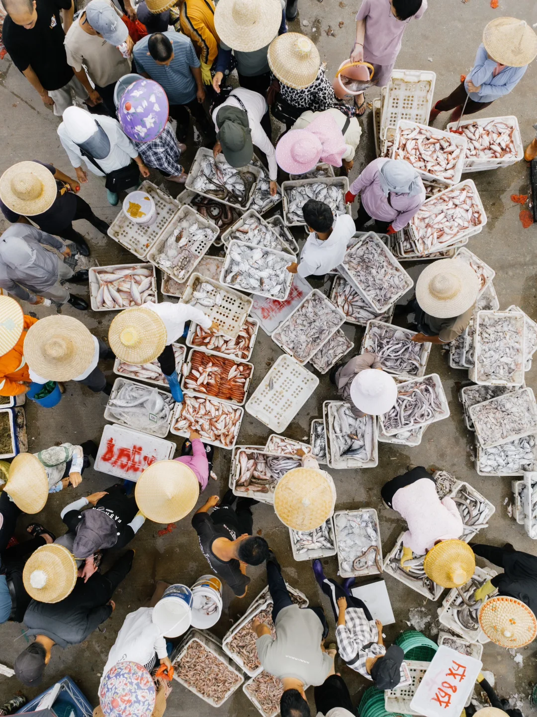 開漁尝鲜｜渔民的秩序美学