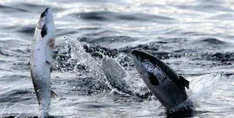 细谈养殖三文鱼对鱼场都有哪些要求（一）