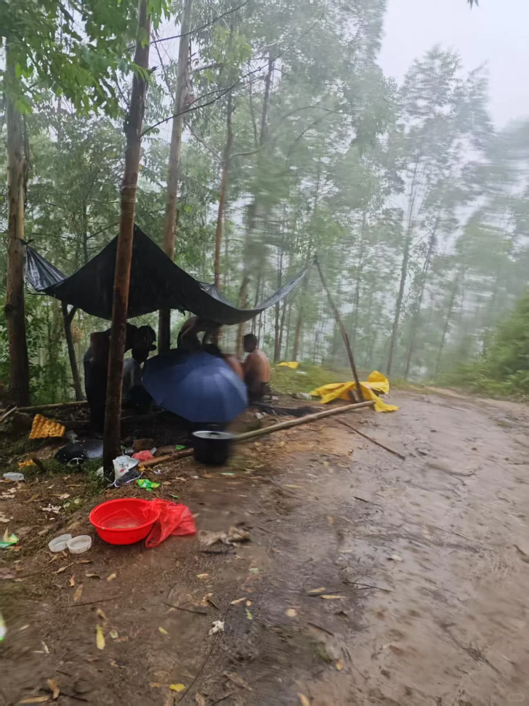 🌲坦白局 | 学林学/进林场？我劝你想清楚