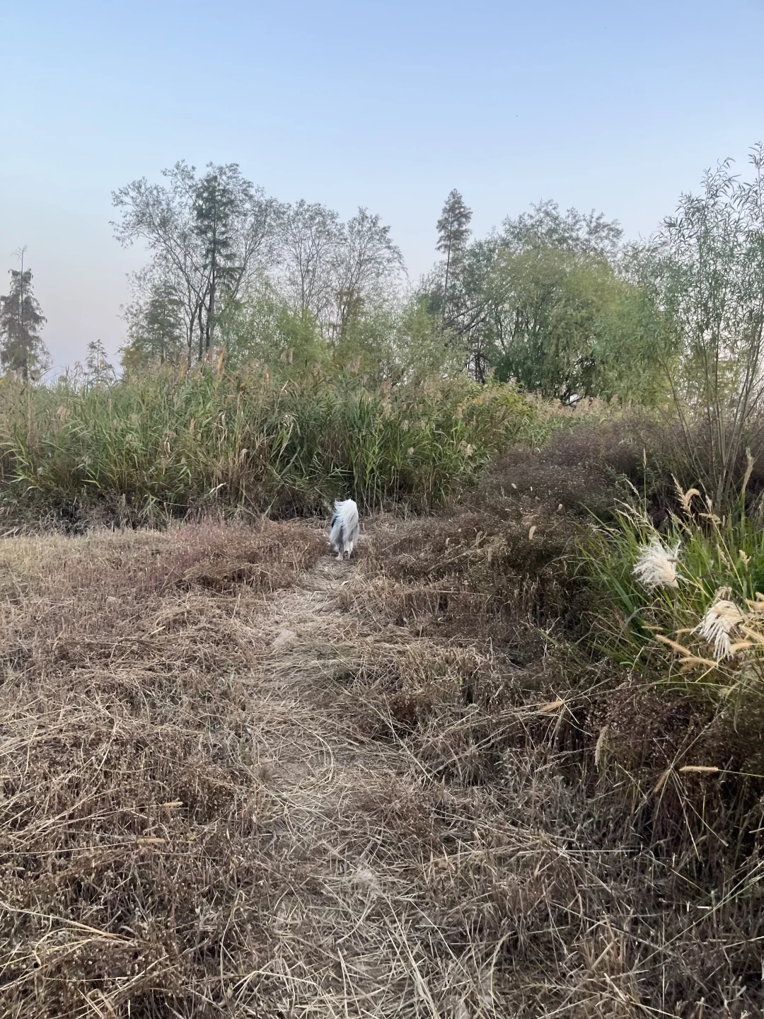 崇明超小众丁坝日落点｜向化镇渔业村