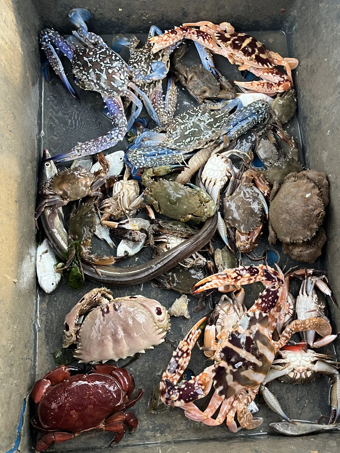 南澳岛出海捕鱼（保底6斤，坚决不踩雷）