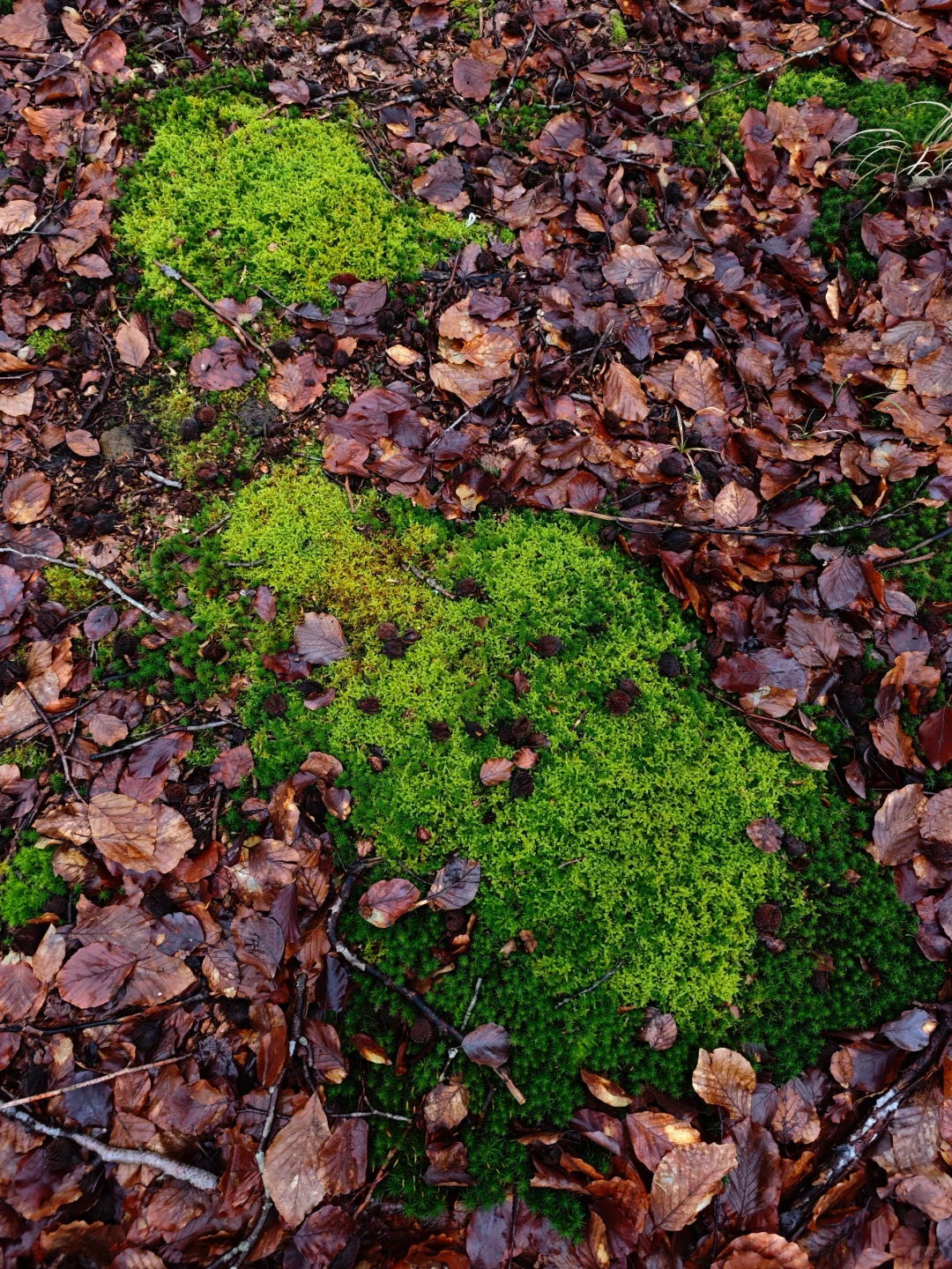 林学人的外业照片🌲