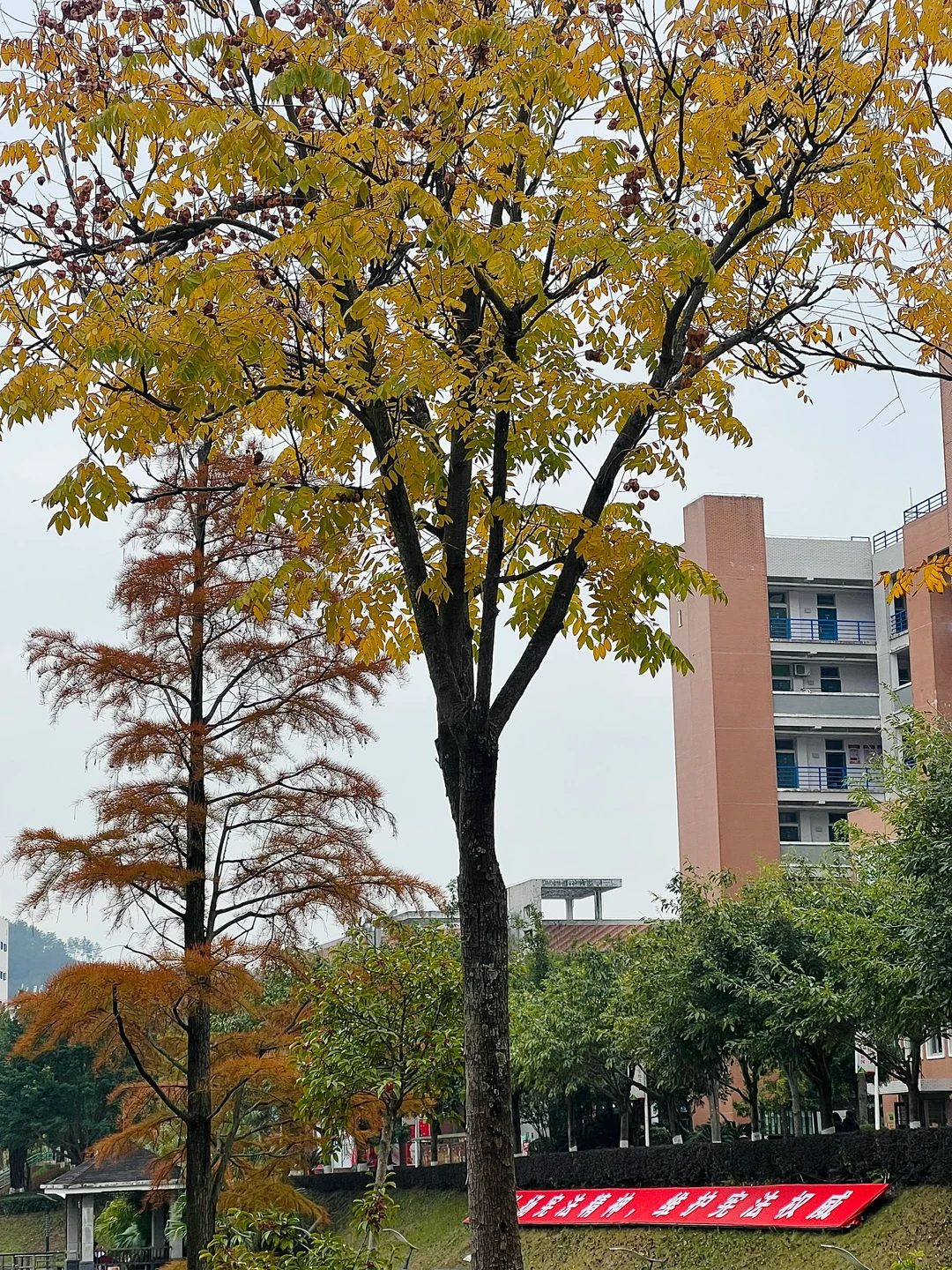 林职院好看的一些树