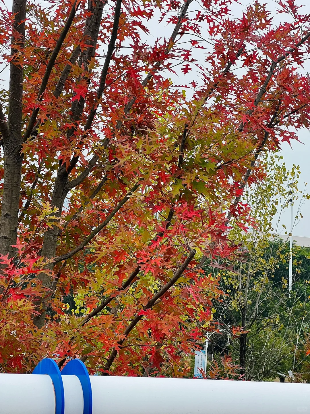 林职院好看的一些树