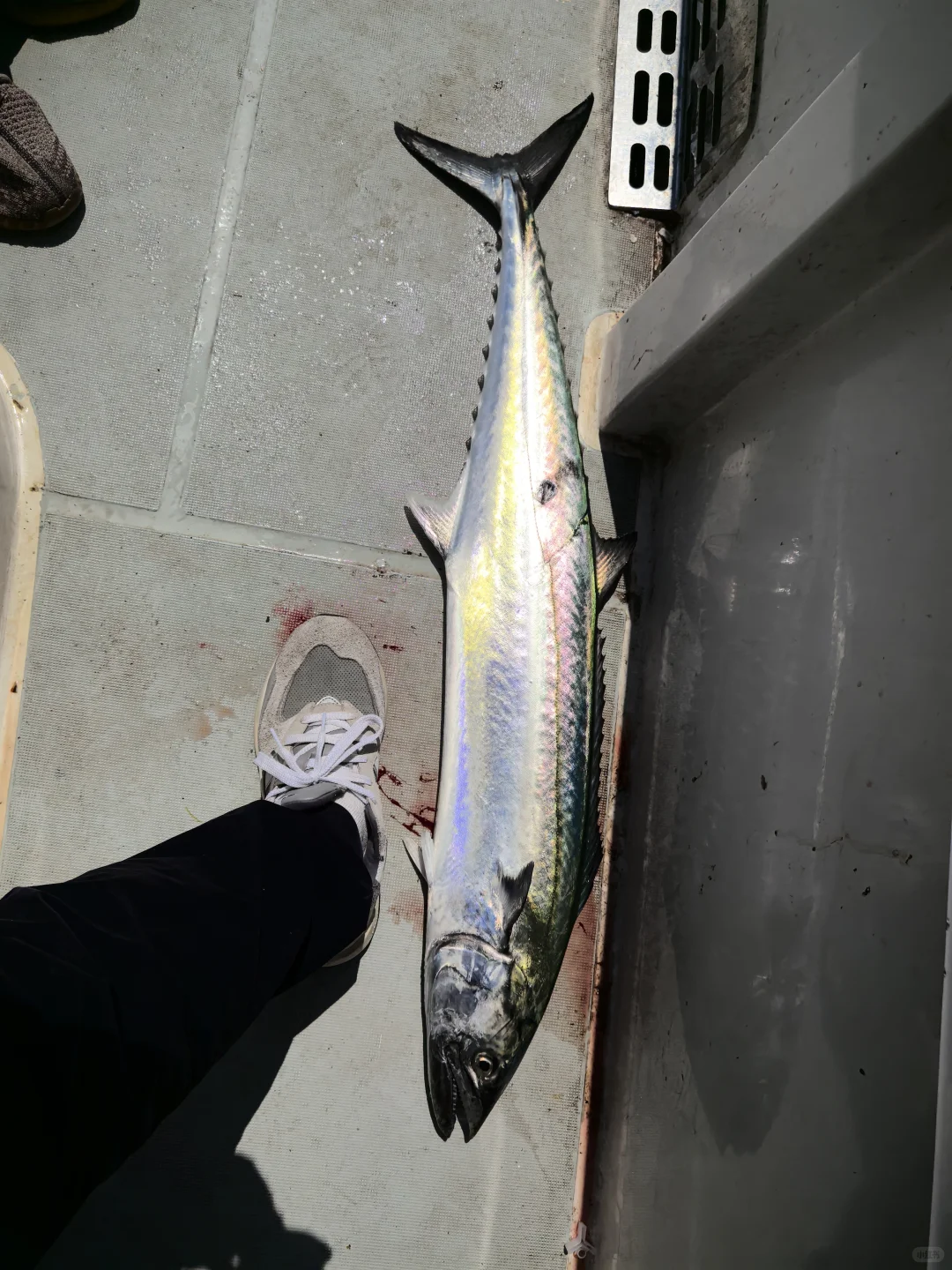 🐟海钓黄金月进入倒计时！