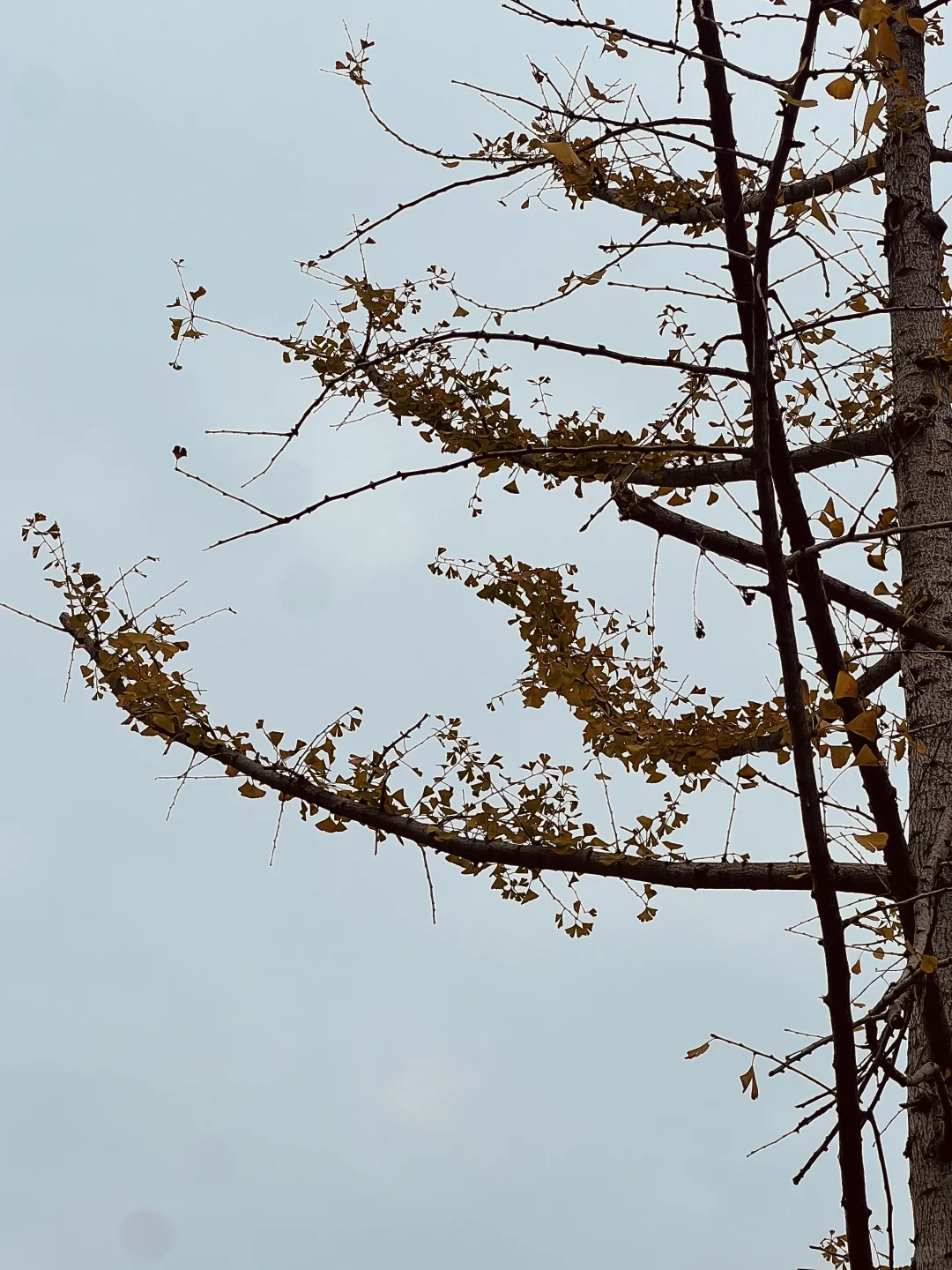 林职院好看的一些树