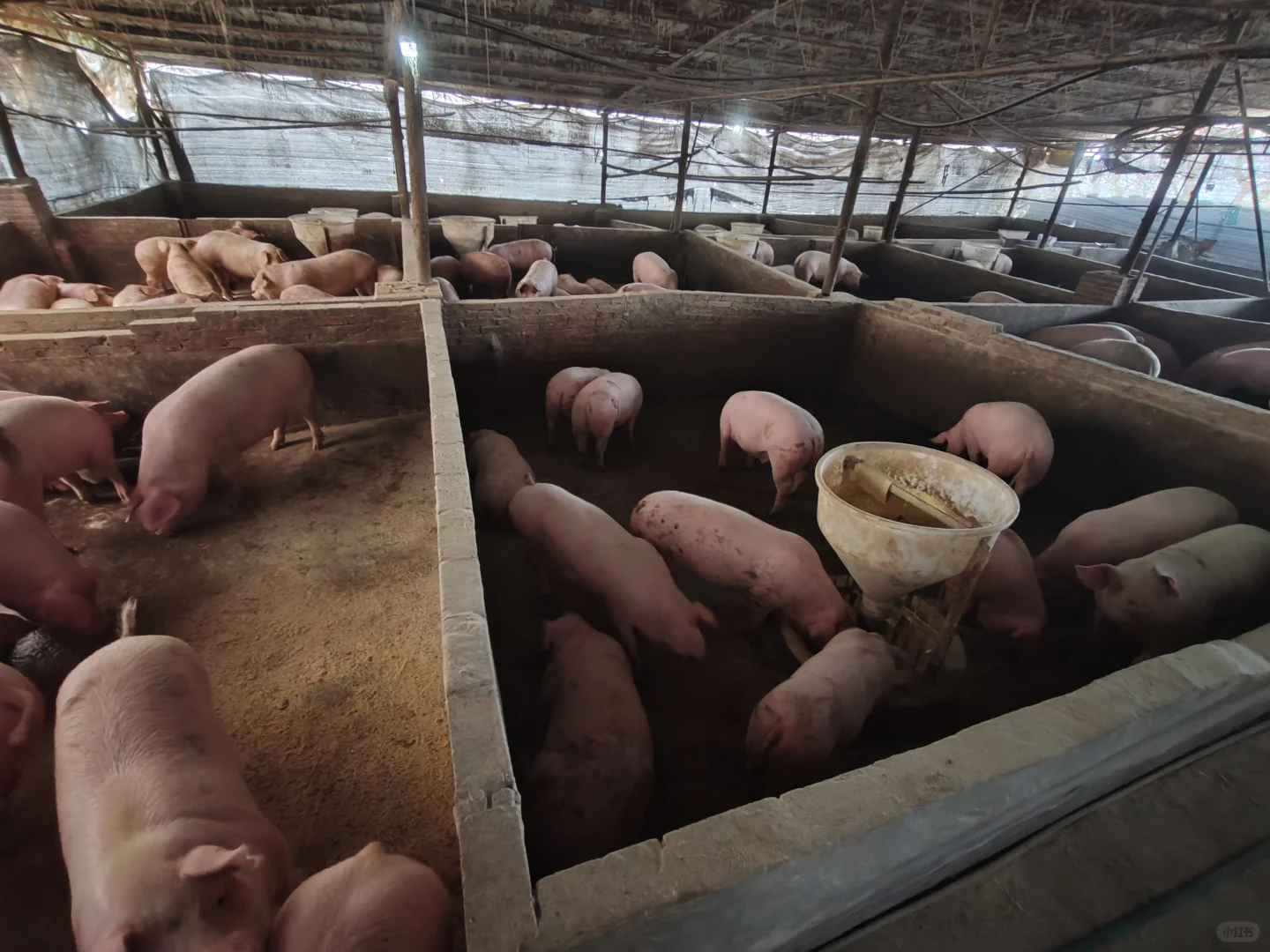 00后一个人养四百头猪大家第一反应是什么？