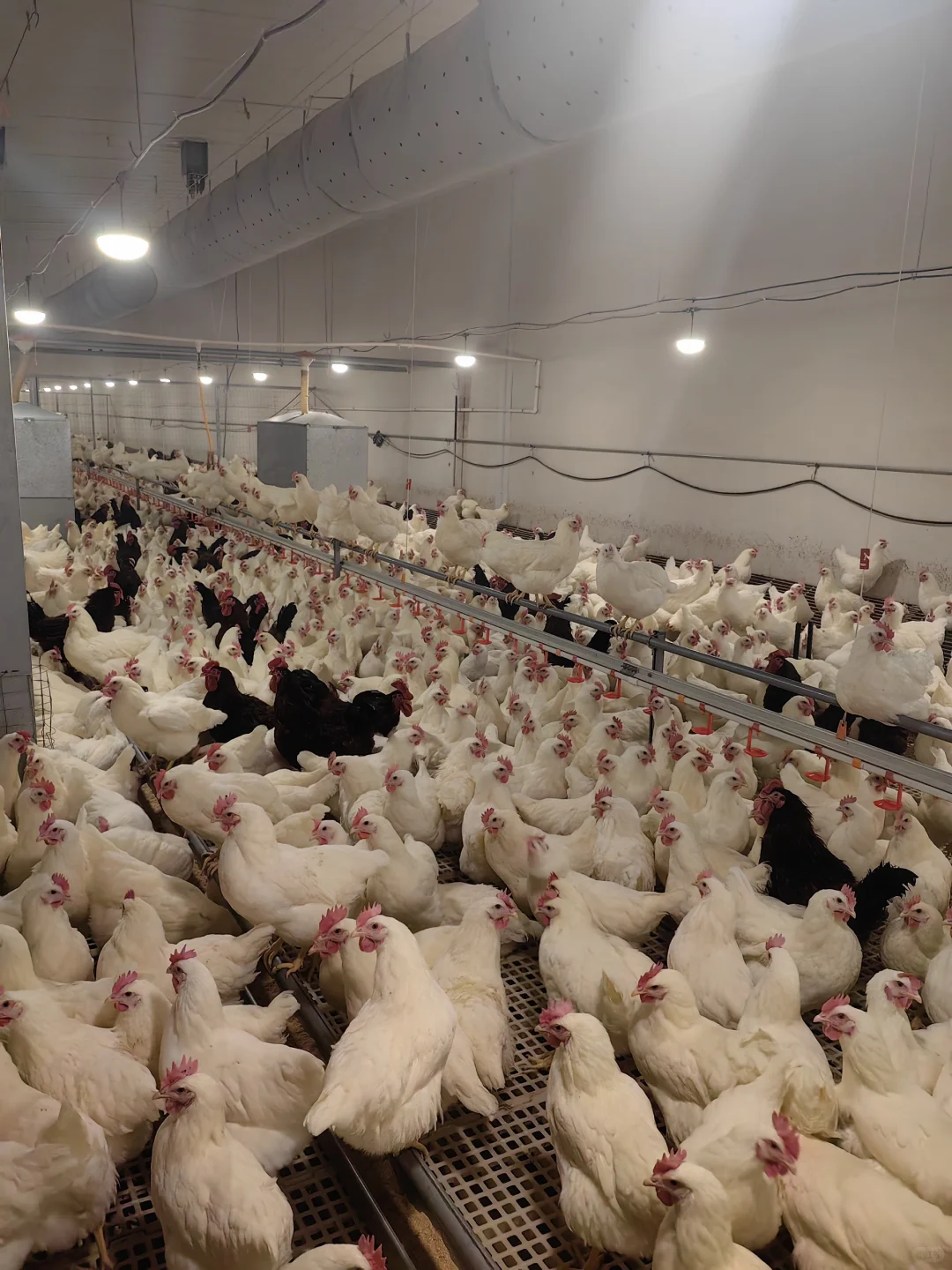 学兽医的友友 你们都去猪场了 我去鸡场上班