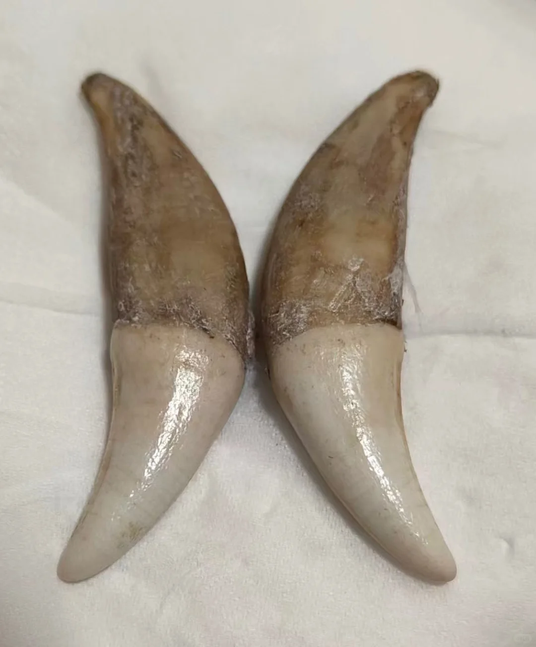 5.6厘米狼牙上獠牙