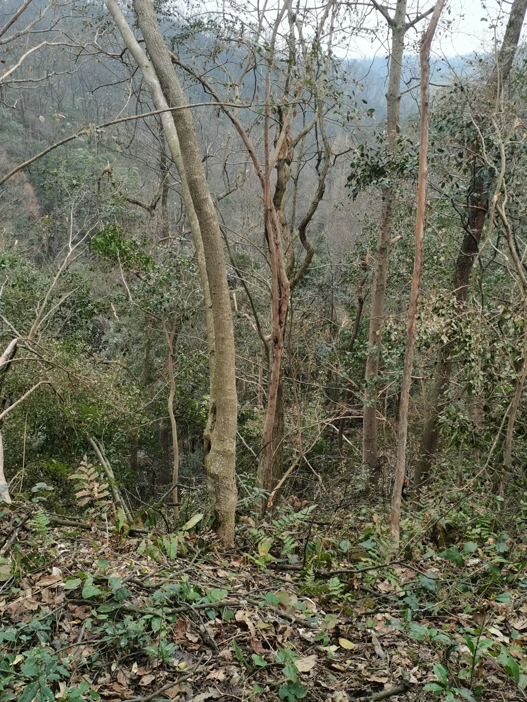 林学人是真的拿命学，别卷林业了