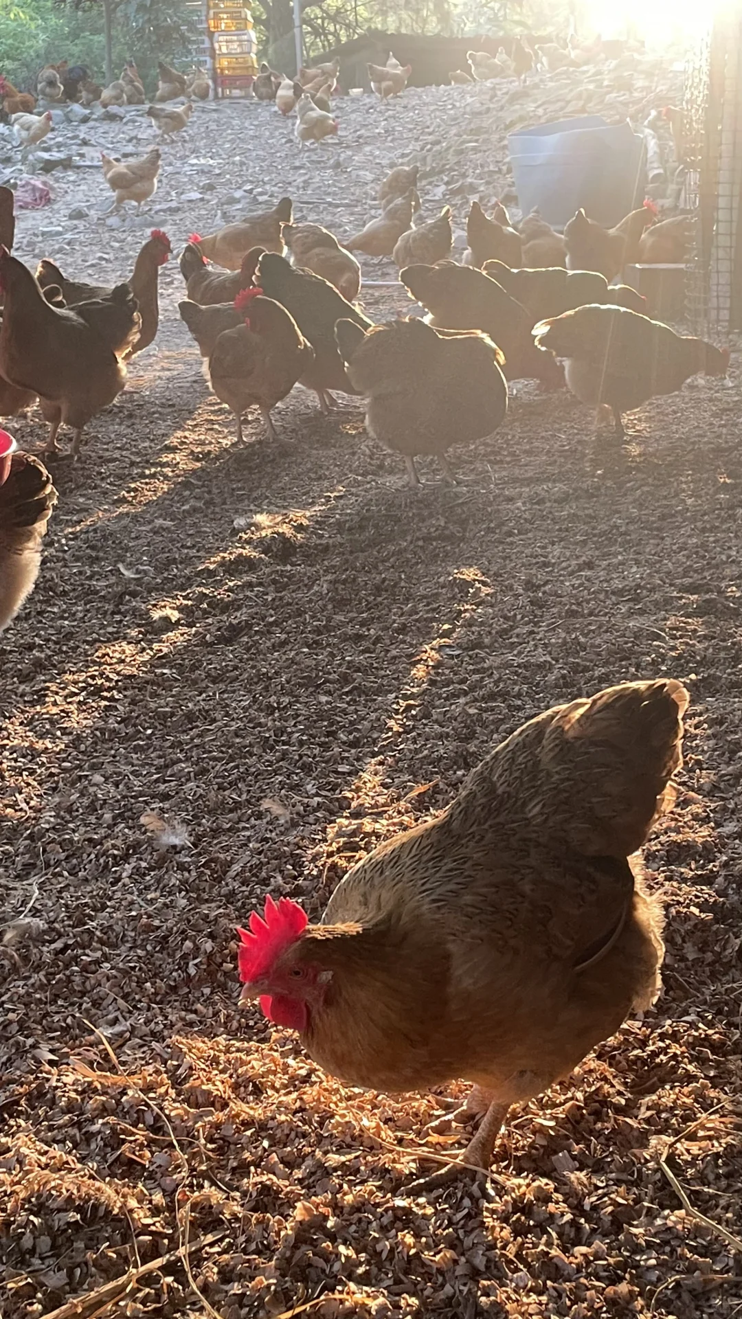 土鸡土鸡咯咯哒