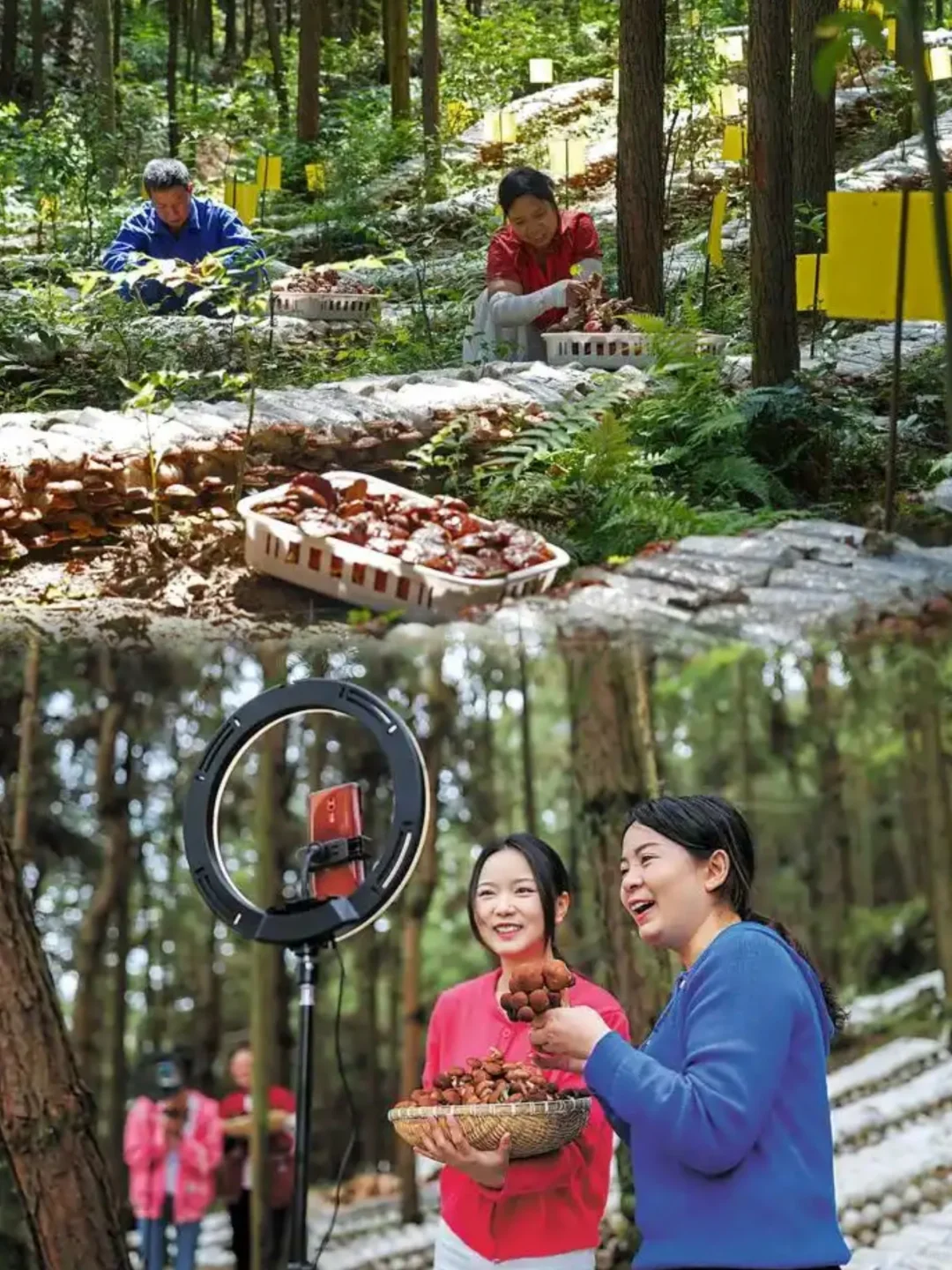 高中地理知识：林下经济🌲