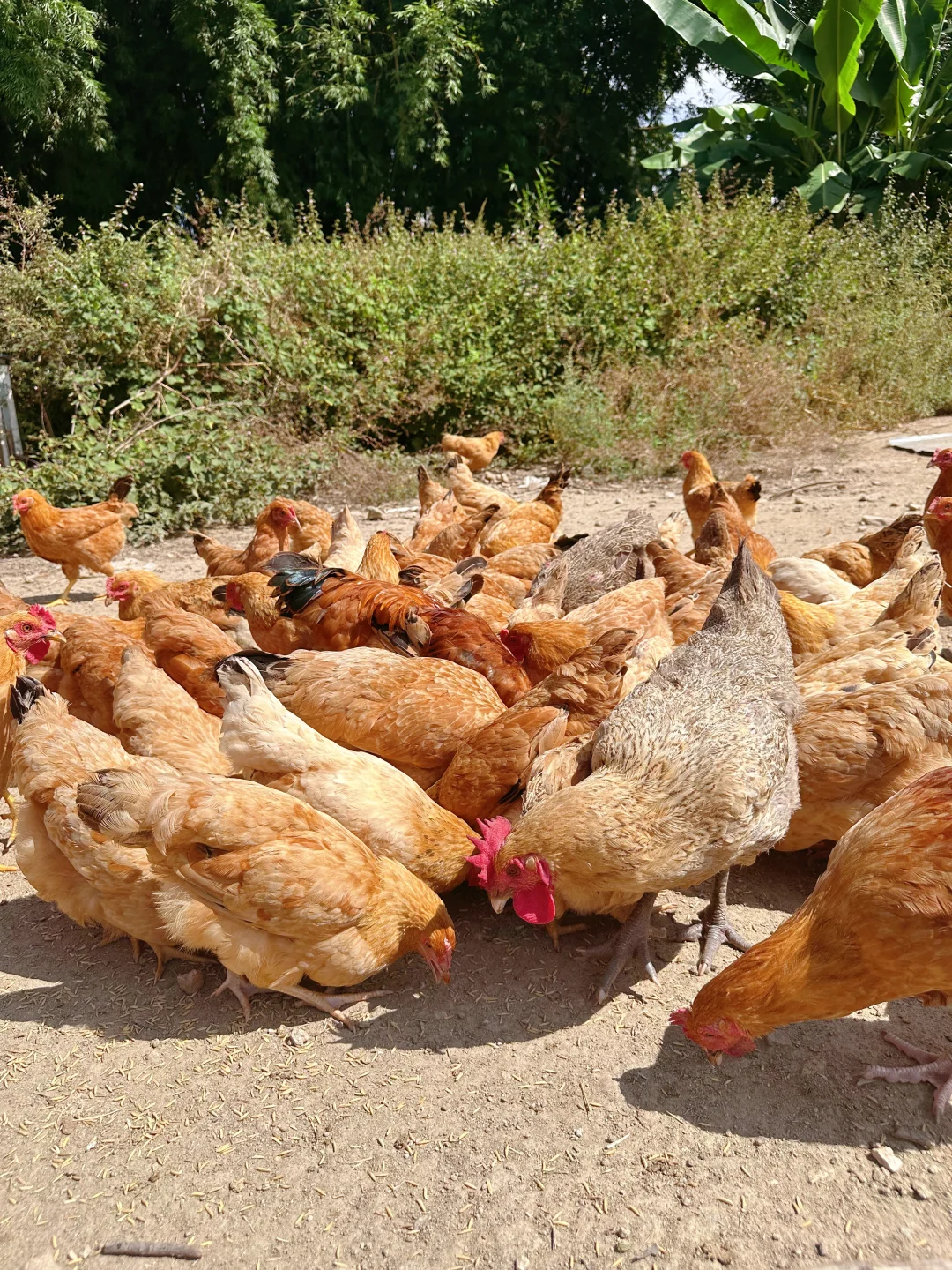 农场自由长大的鸡、鹅、猪，想想都很美味~