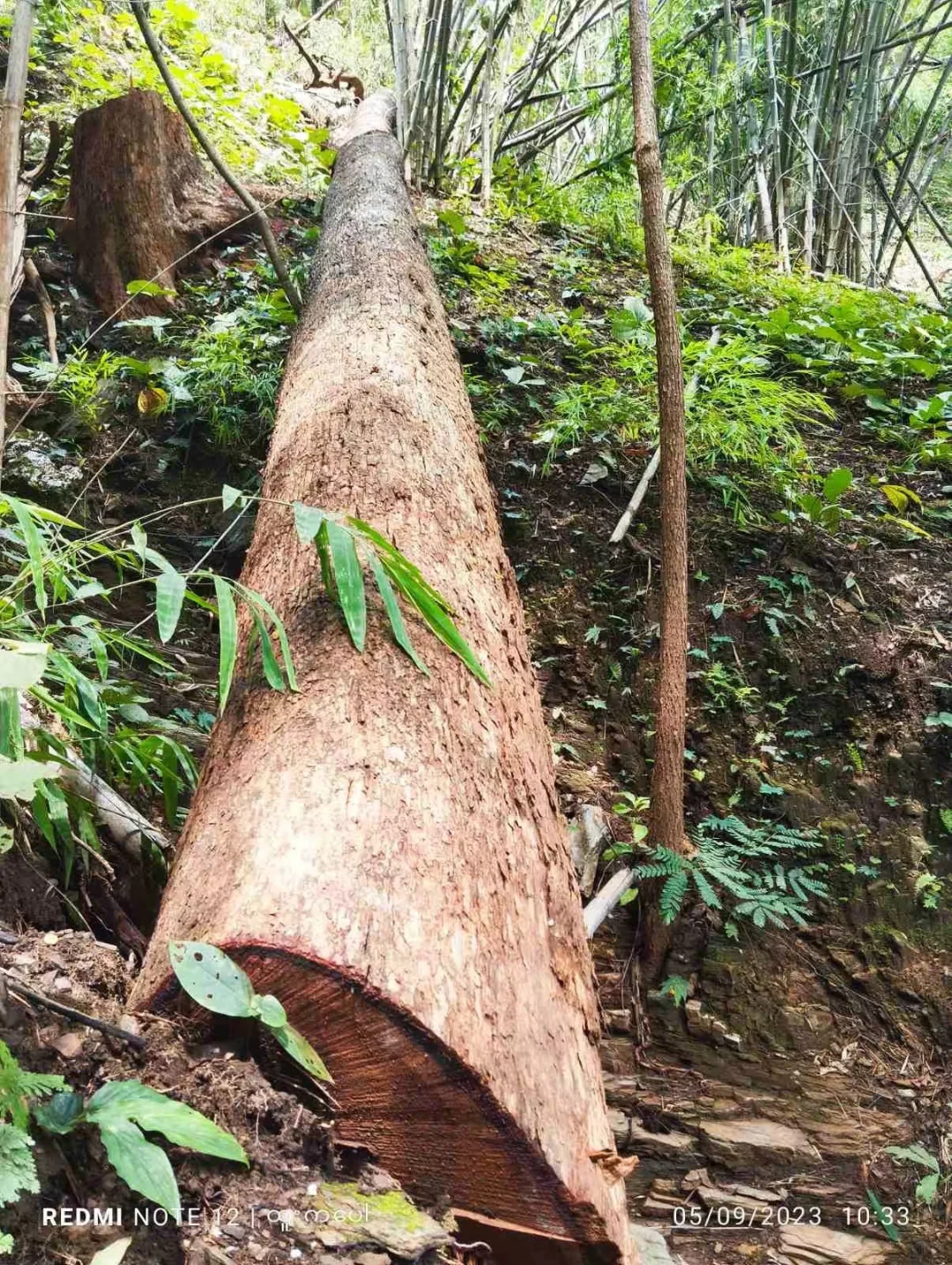 野生天然林缅甸柚木黑线料砍伐运输过程