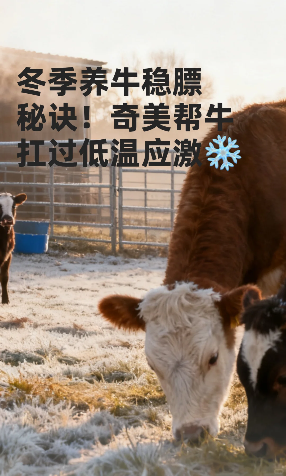 冬季养牛稳膘秘诀！奇美帮牛扛过低温应激