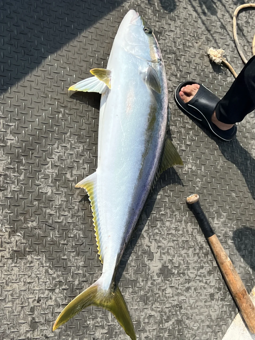 🐟海钓黄金月进入倒计时！