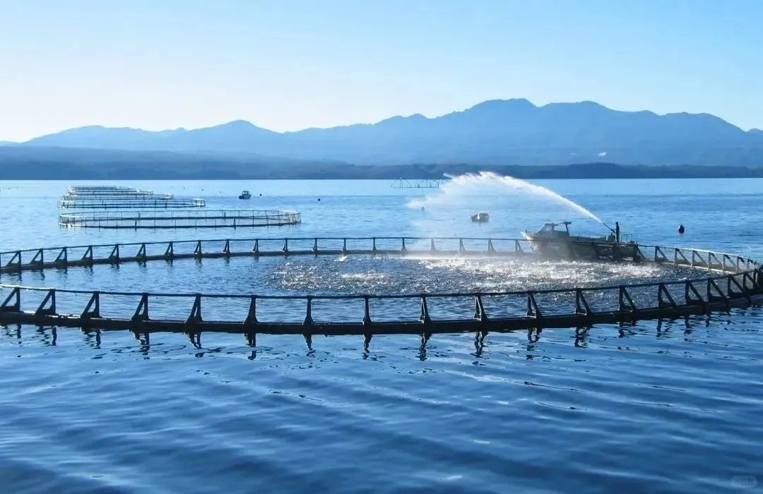 细谈养殖三文鱼对鱼场都有哪些要求（一）