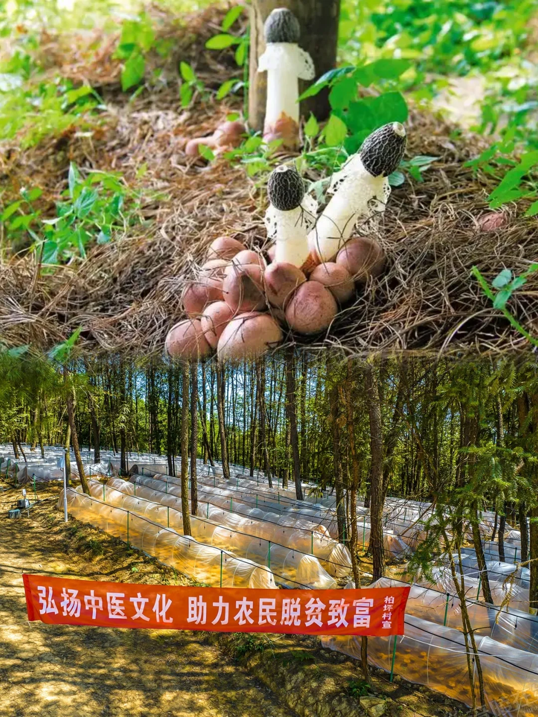 高中地理知识：林下经济🌲