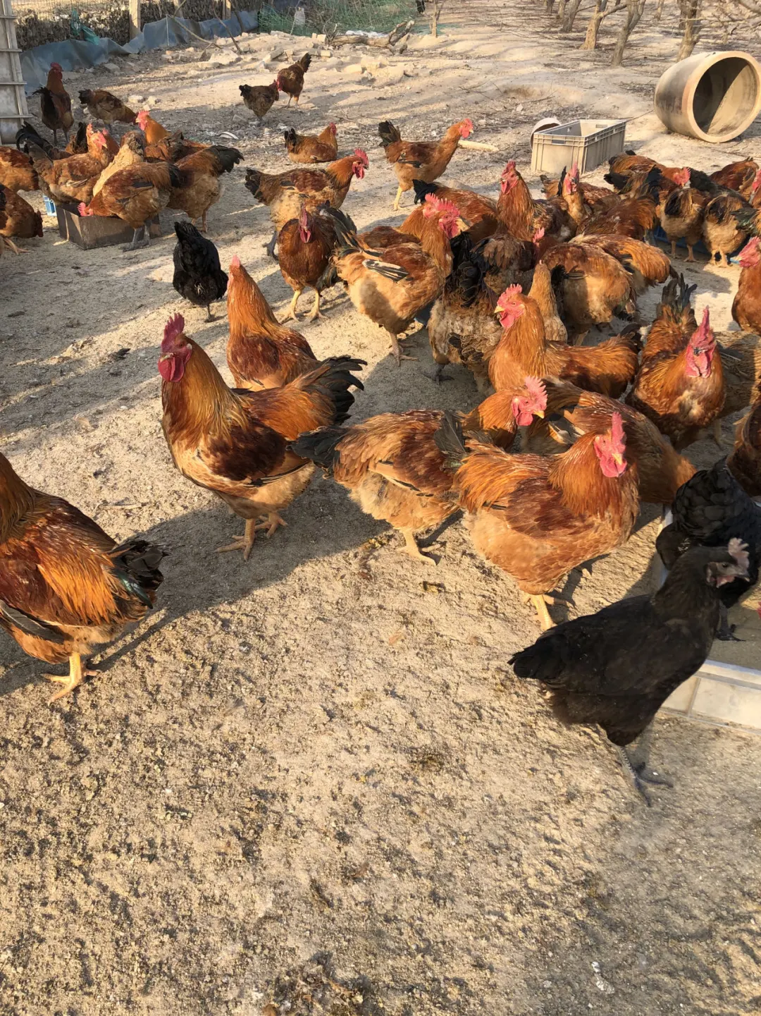 原生态散养土鸡