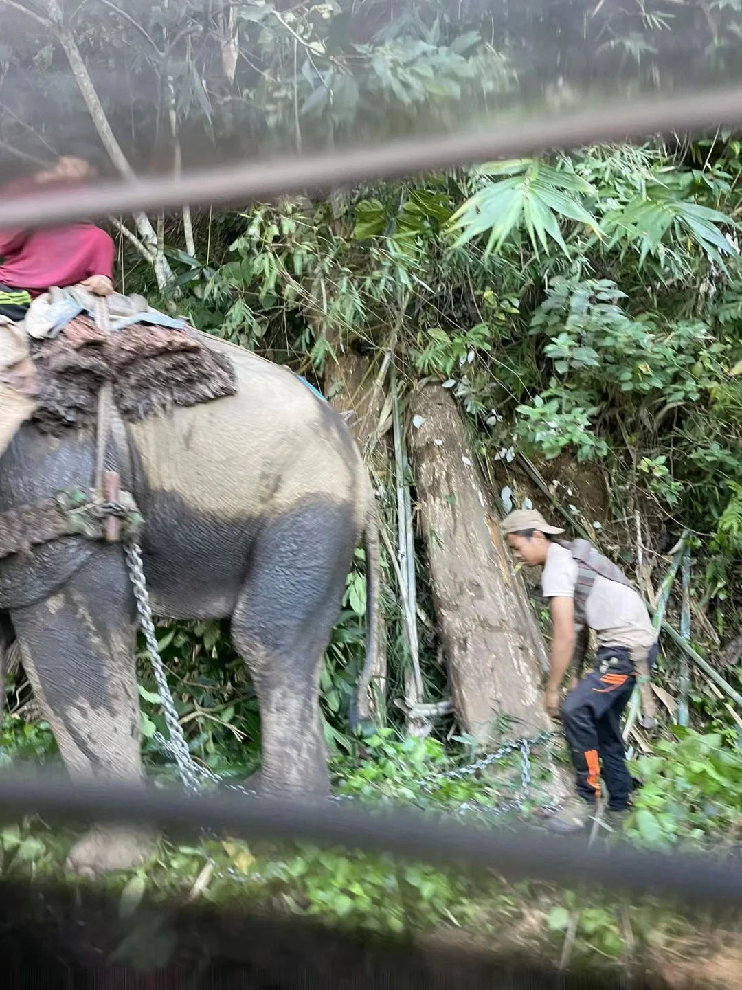 野生天然林缅甸柚木黑线料砍伐运输过程