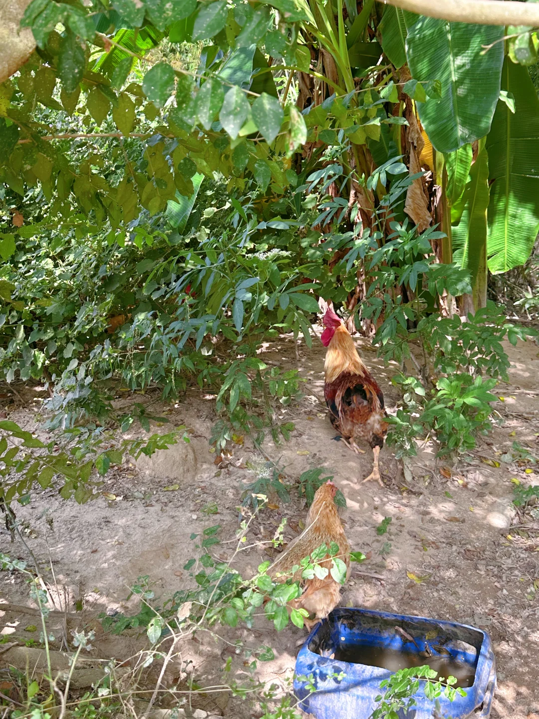 农场自由长大的鸡、鹅、猪，想想都很美味~