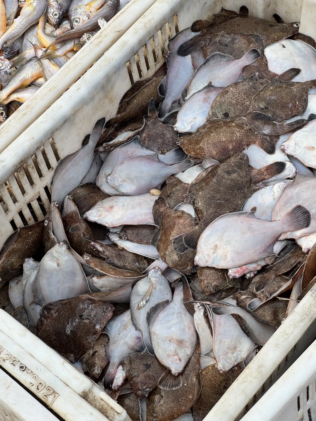 青岛‖积米崖满载而归的渔船，回来啦~