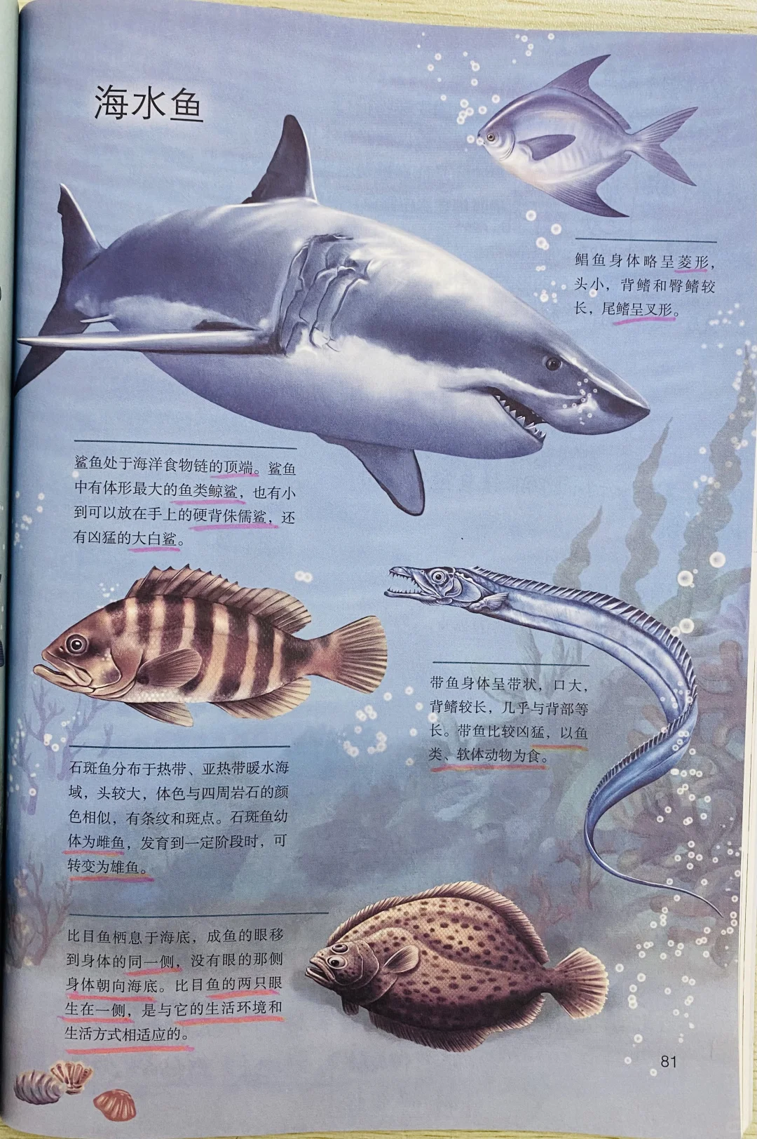 新人教版初中生物七上脊椎动物2.2.2.1鱼