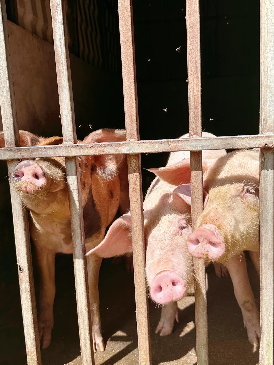 农场自由长大的鸡、鹅、猪，想想都很美味~