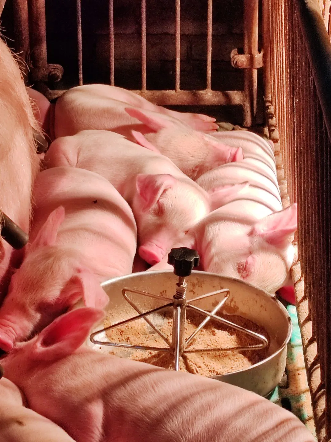 00后一个人养四百头猪大家第一反应是什么？