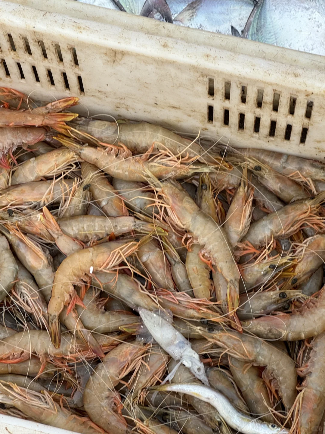 青岛‖积米崖满载而归的渔船，回来啦~