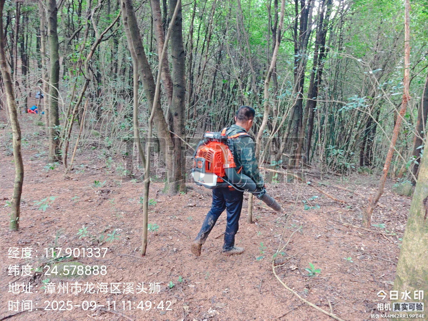 防火林带抚育维修