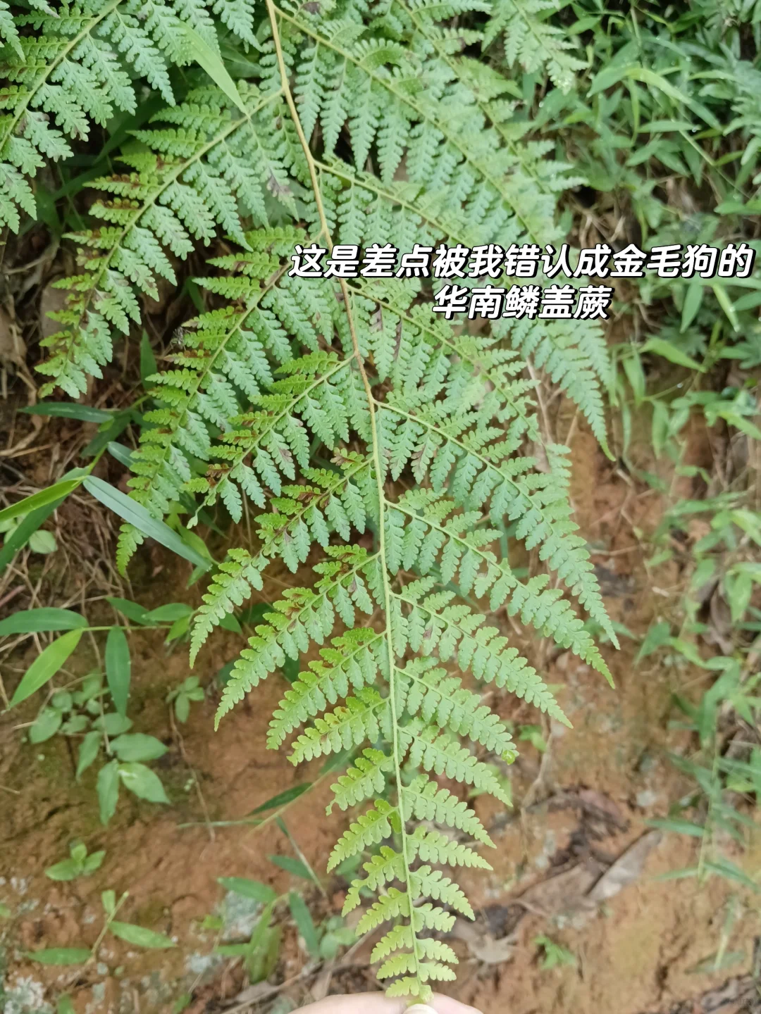 林业工作者乱七八糟的日常