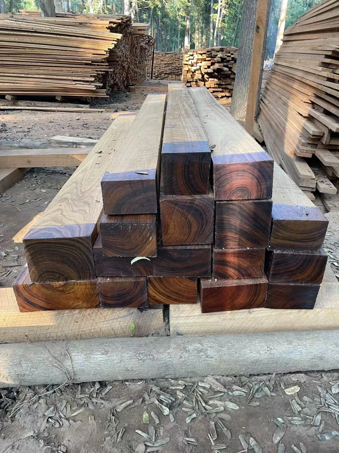 野生天然林缅甸柚木黑线料砍伐运输过程