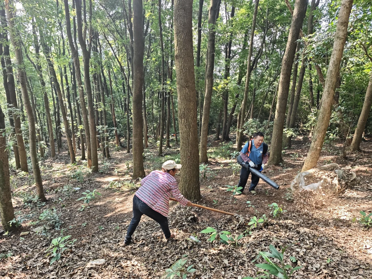 防火林带抚育维修