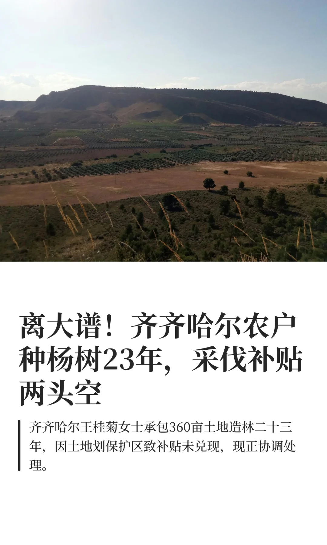 离大谱！齐齐哈尔农户种杨树23年，采伐补贴