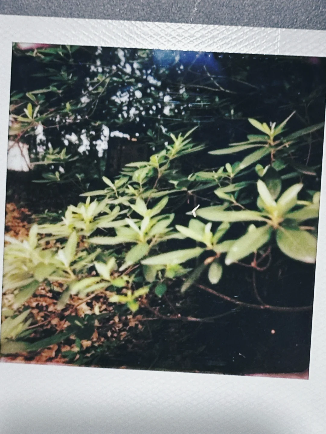 我在林学院失业但快乐的日子。