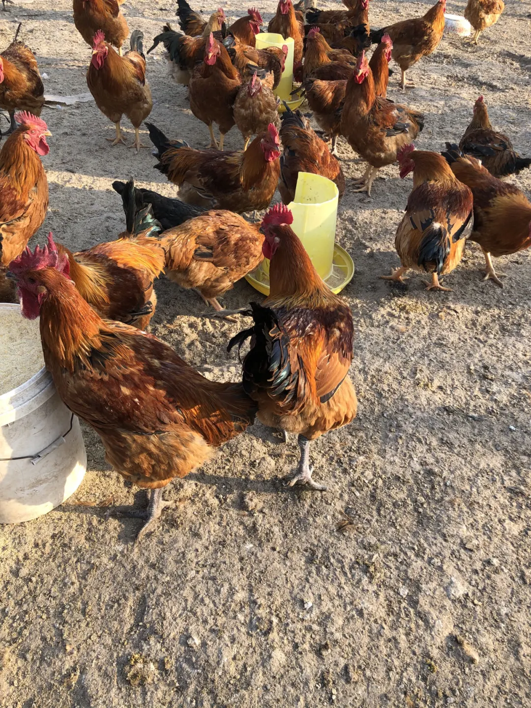 原生态散养土鸡