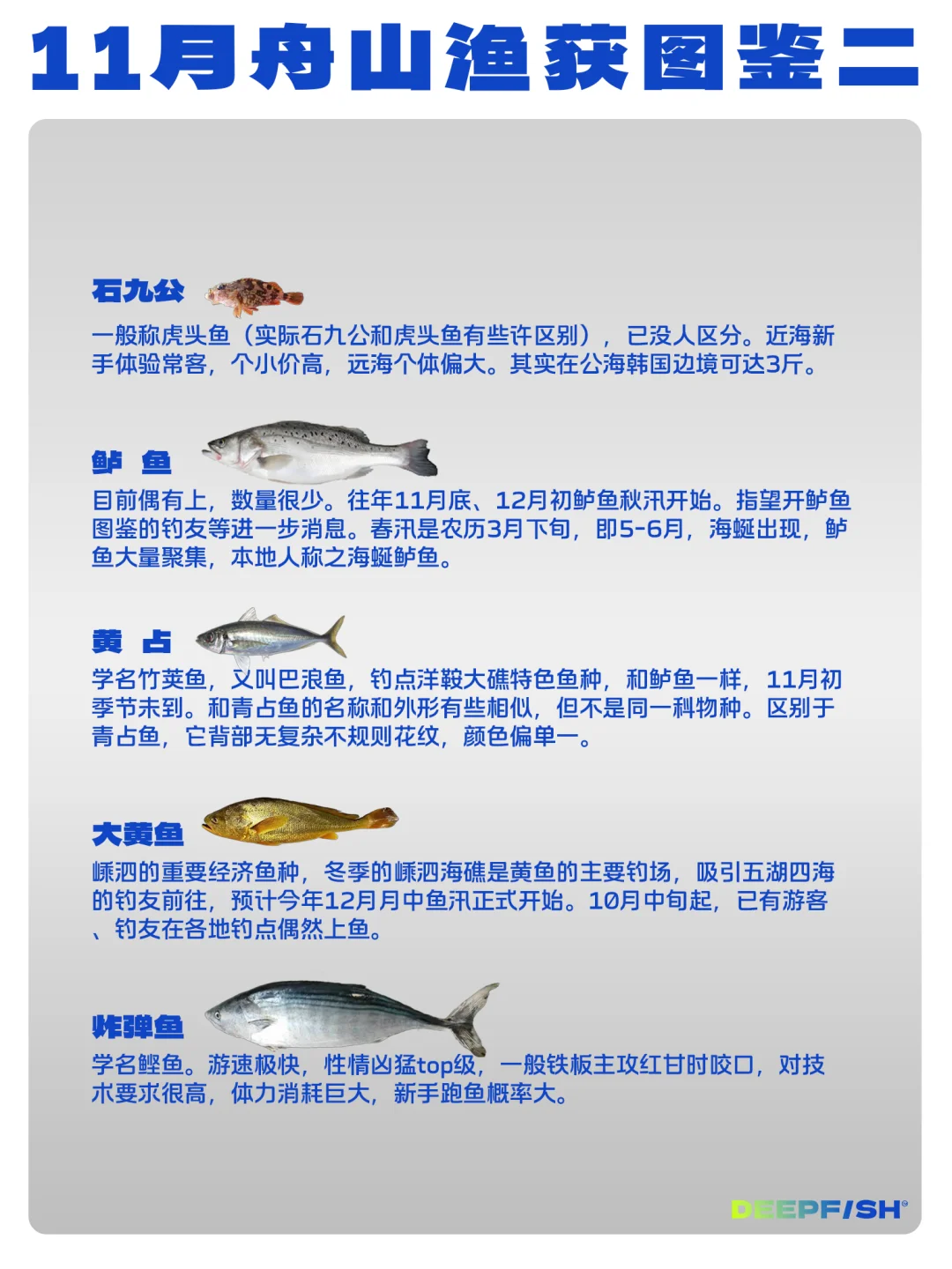 11月舟山海钓鱼情分享👀/Deepfish