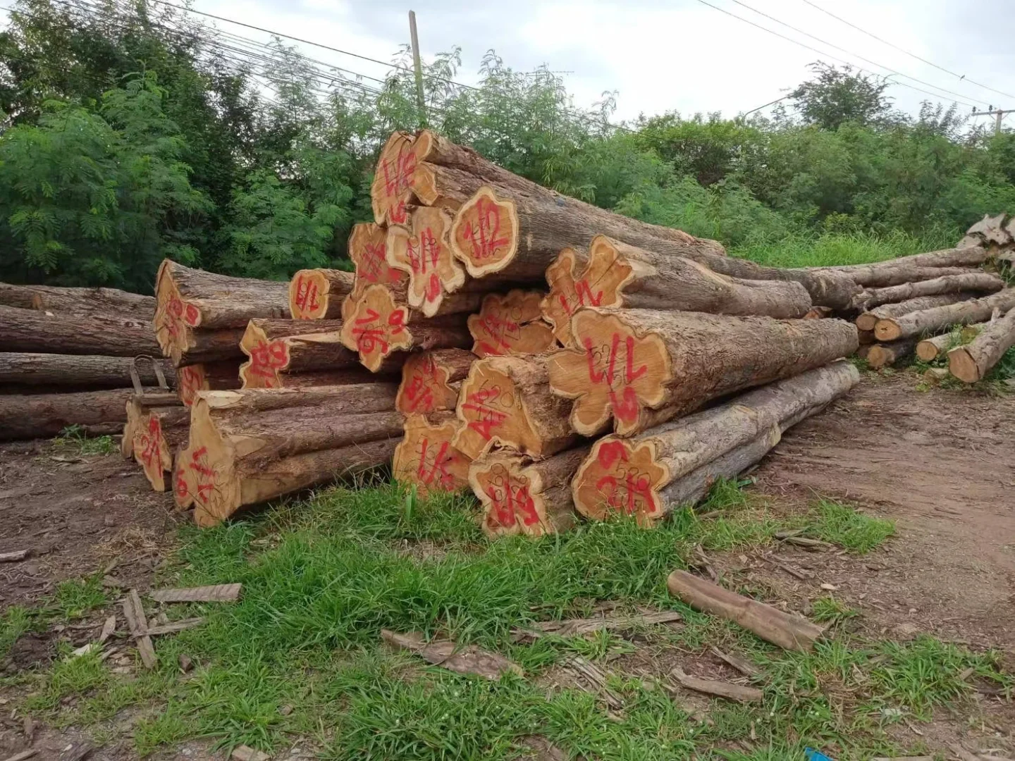 野生天然林缅甸柚木黑线料砍伐运输过程