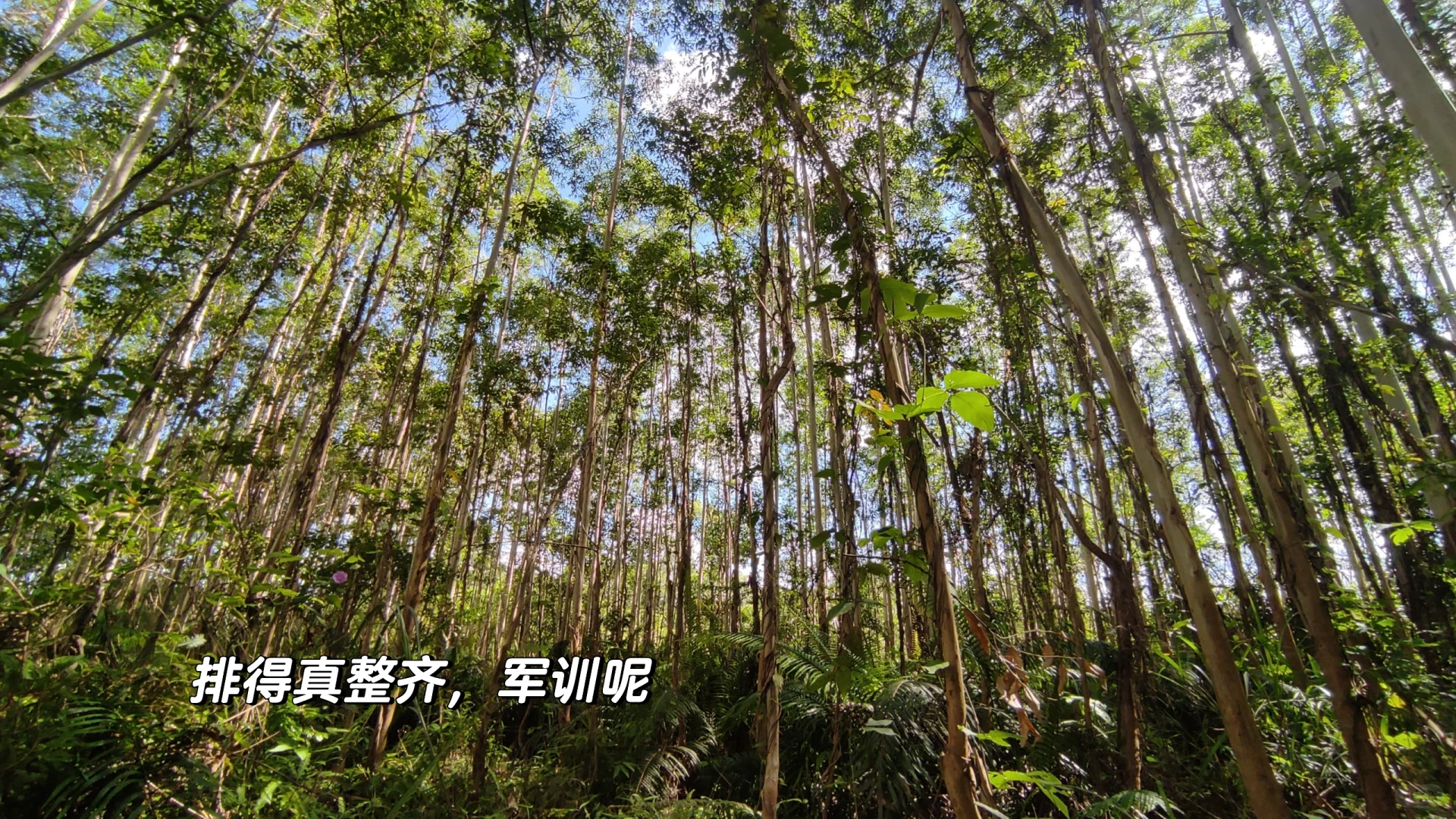 林业工作者乱七八糟的日常