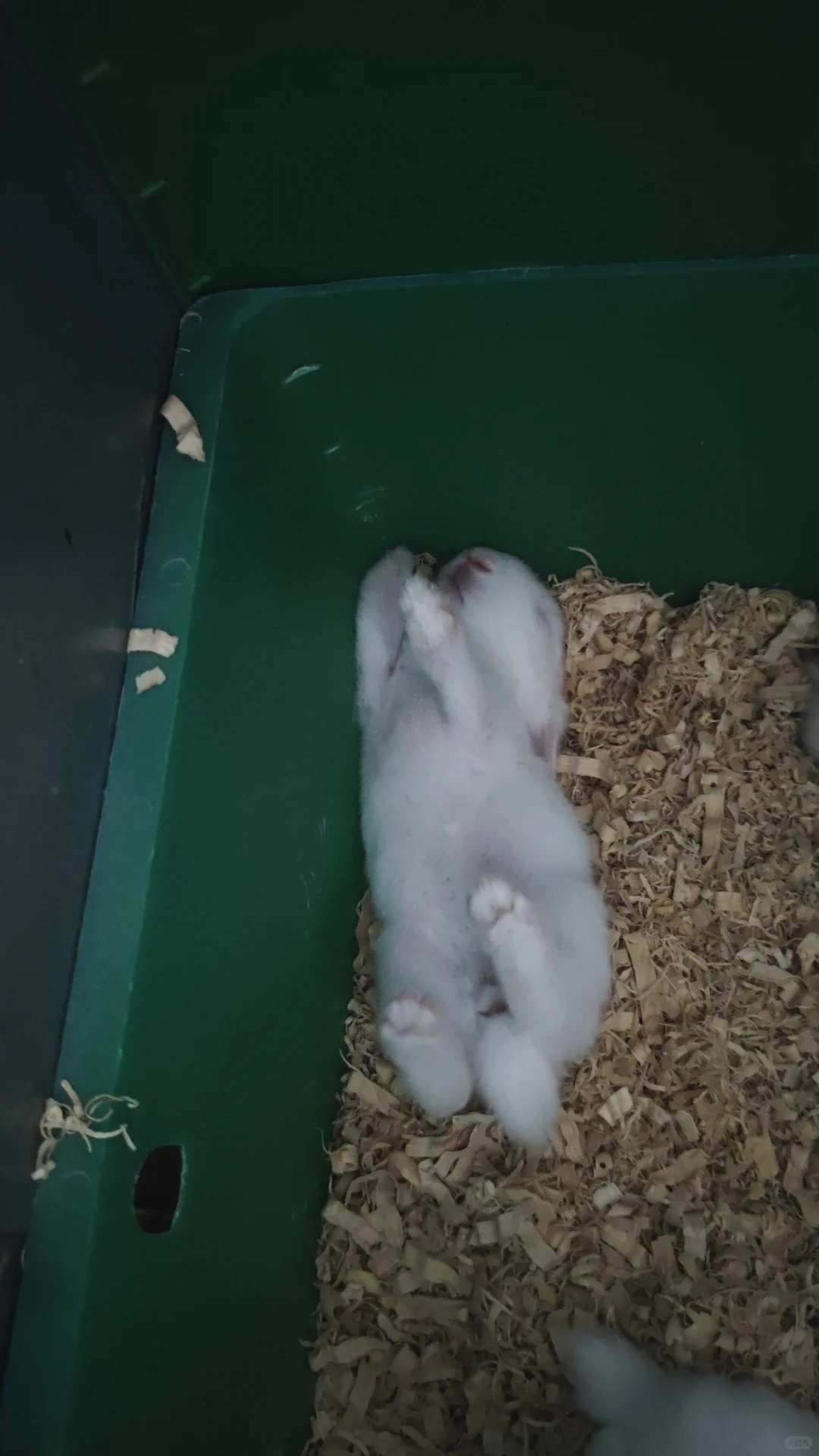 养兔用户 三农一位