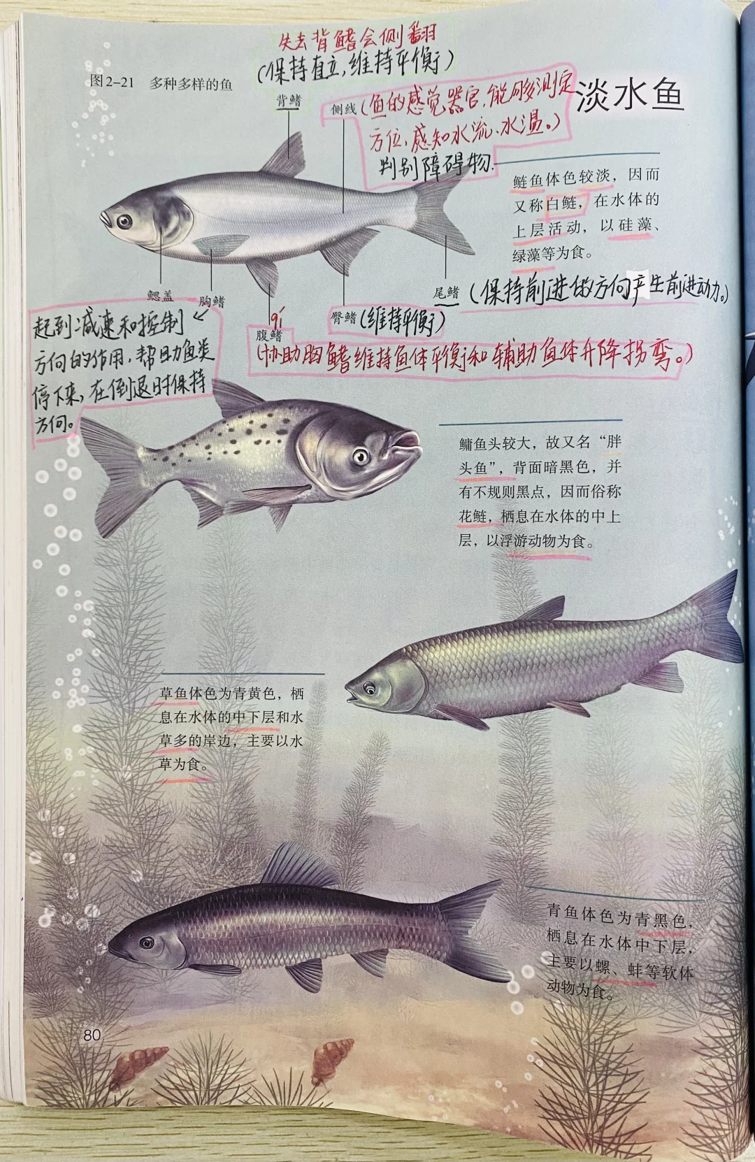 新人教版初中生物七上脊椎动物2.2.2.1鱼