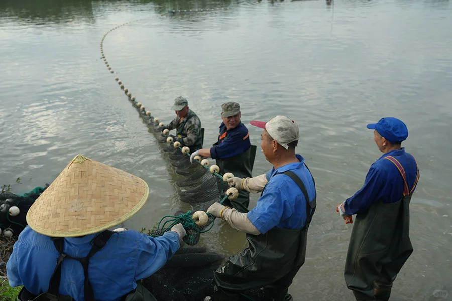 第三日探索：探秘善琏鱼塘 奏响渔牧新章